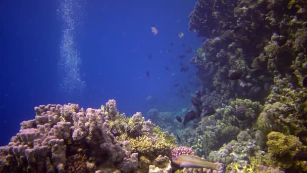 Κοραλλιογενής Ύφαλος Στην Ερυθρά Θάλασσα Αμπού Νταμπ Στατικό Βίντεο Όμορφο — Αρχείο Βίντεο