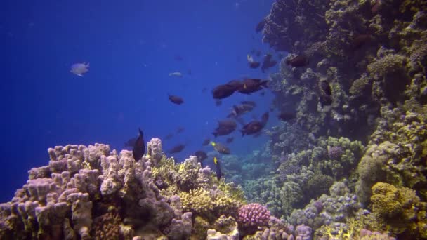 Arrecife Coral Mar Rojo Abu Dub Vídeo Estático Hermoso Paisaje — Vídeos de Stock
