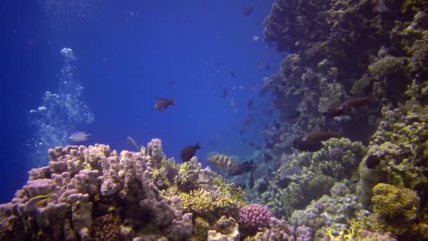 紅海のサンゴ礁 アブデュブ 静的なビデオ 熱帯魚やサンゴと美しい水中風景 生命のサンゴ礁 エジプト — ストック動画