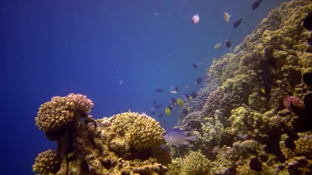 Korallzátony Vörös Tengeren Abu Dub Statikus Videó Gyönyörű Víz Alatti — Stock videók