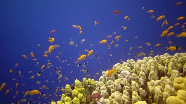 Oral Riff Roten Meer Abu Dub Schöne Unterwasserlandschaft Mit Tropischen — Stockvideo