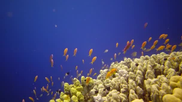 Устный Риф Красном Море Абу Даб Красивый Подводный Пейзаж Тропическими — стоковое видео