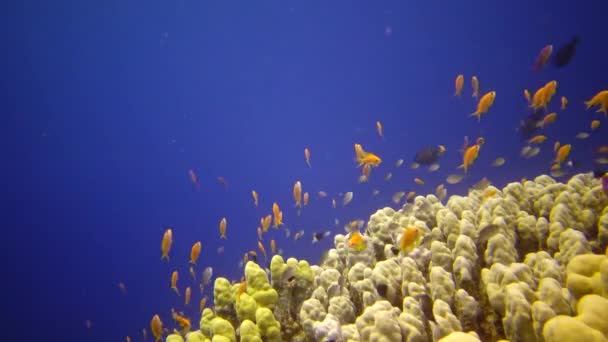 Récif Oral Dans Mer Rouge Abu Dub Beau Paysage Sous — Video