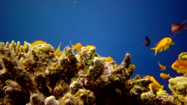 Barriera Corallina Orale Nel Mar Rosso Abu Dub Bellissimo Paesaggio — Video Stock