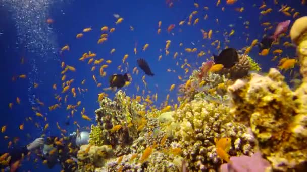 Arrecife Oral Mar Rojo Abu Dub Hermoso Paisaje Submarino Con — Vídeo de stock