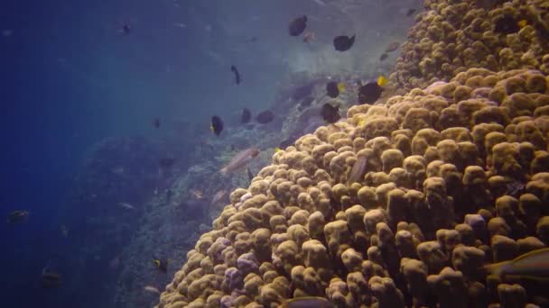 Arrecife Oral Mar Rojo Abu Dub Hermoso Paisaje Submarino Con — Vídeo de stock