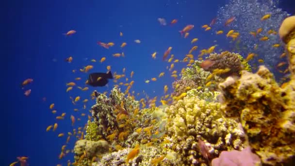 红海的口腔礁 美丽的水下景观与热带鱼和珊瑚 生物珊瑚礁 — 图库视频影像