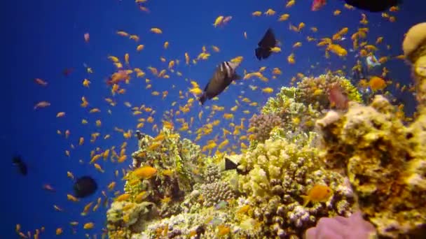 红海的口腔礁 美丽的水下景观与热带鱼和珊瑚 生物珊瑚礁 — 图库视频影像