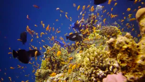 Récif Oral Dans Mer Rouge Abu Dub Beau Paysage Sous — Video