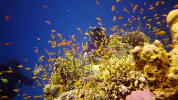 Arrecife Oral Mar Rojo Abu Dub Hermoso Paisaje Submarino Con — Vídeo de stock