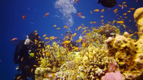 Recifes Orais Mar Vermelho Abu Dub Bela Paisagem Subaquática Com — Vídeo de Stock