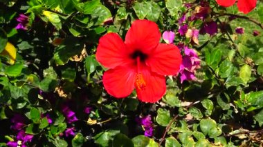 (Hibiscus rosa) Kızıl Çin amblemi, Mısır