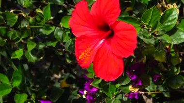 (Hibiscus rosa) Kızıl Çin amblemi, Mısır