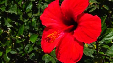 (Hibiscus rosa) Kızıl Çin amblemi, Mısır