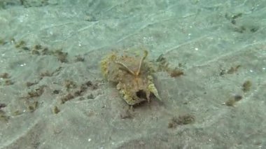 Kapüşonlu koottlefish (Sepia prashadi), mürekkep balığı sığ bir derinlikte kumlu zeminden dalgıçtan kaçar. Kızıl Deniz, Mısır