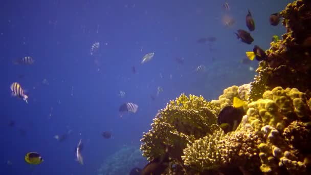 Arrecife Oral Mar Rojo Abu Dub Hermoso Paisaje Submarino Con — Vídeos de Stock