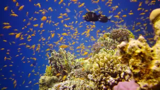 Recifes Orais Mar Vermelho Abu Dub Bela Paisagem Subaquática Com — Vídeo de Stock