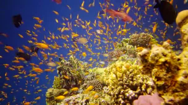 Arrecife Oral Mar Rojo Abu Dub Hermoso Paisaje Submarino Con — Vídeos de Stock