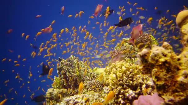 Arrecife Oral Mar Rojo Abu Dub Hermoso Paisaje Submarino Con — Vídeo de stock