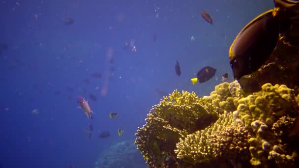 Récif Oral Dans Mer Rouge Abu Dub Beau Paysage Sous — Video