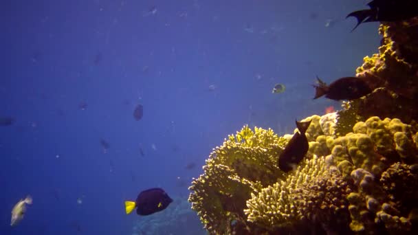 紅海のオーラルリーフ アブデュブ 熱帯魚やサンゴと美しい水中風景 生命のサンゴ礁 エジプト — ストック動画