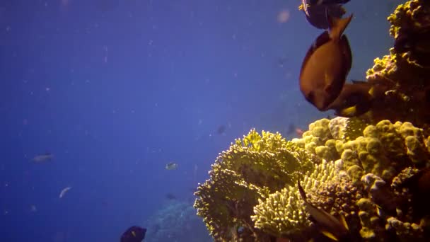 Arrecife Oral Mar Rojo Abu Dub Hermoso Paisaje Submarino Con — Vídeos de Stock