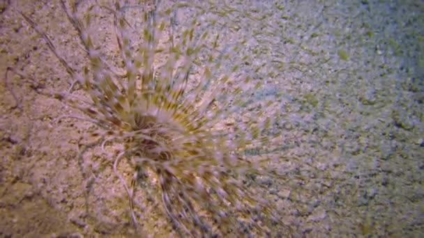 紅海のサンゴ礁の近くの底に大きな海のイソギンチャク 紅海の自然 — ストック動画