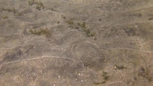 フード付きのイカ Sepia Prashadi 浅い深さで砂の底の上にダイバーから逃げ出します エジプト — ストック動画