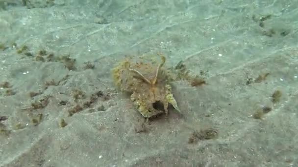 Hooded Coottlefish Sepia Prashadi Cuttlefish Runs Away Diver Sandy Bottom — Stock Video