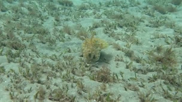 Риба Каракатиця Sepia Prashadi Тікає Від Водолаза Через Піщаний Дно — стокове відео