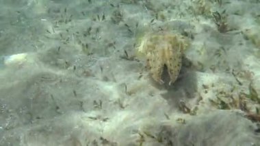 Kapüşonlu koottlefish (Sepia prashadi), mürekkep balığı sığ bir derinlikte kumlu zeminden dalgıçtan kaçar. Kızıl Deniz, Mısır
