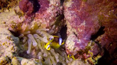 Kızıl Deniz Anemonbalığı (Amphiprion bicinctus). Yeşil deniz şakayığında yüzen evli bir çift balık, simbiyotik bir ilişki. Kızıl Deniz Balığı. 
