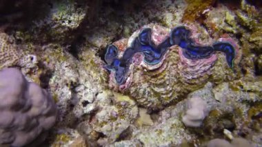 Tridakna (Tridacna Maxima) bivalf yumuşakçaları, Kızıldeniz 'deki mercanlar arasında yetişen, Marsa Alam, Mısır