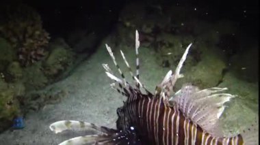 Balıklar gece avlanır. Sıradan aslan balığı (Pterois volitans), bir mercan resifinin üzerinde avlanır ve yüzer. Kızıl Deniz, Mısır