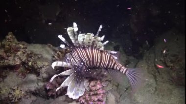 Balıklar gece avlanır. Sıradan aslan balığı (Pterois volitans), bir mercan resifinin üzerinde avlanır ve yüzer. Kızıl Deniz, Mısır
