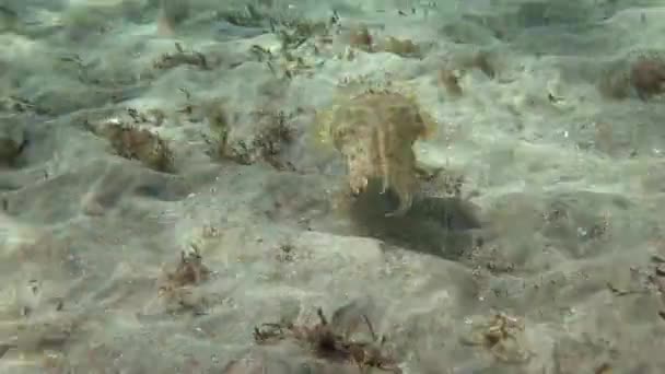 Kapüşonlu Koottlefish Sepia Prashadi Mürekkep Balığı Sığ Bir Derinlikte Kumlu — Stok video
