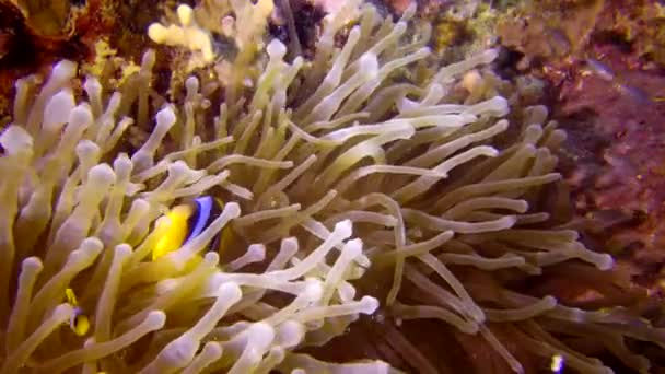 Червоне Море Anemonefish Амфіпріон Бікінт Одружена Пара Риб Плаває Зеленій — стокове відео