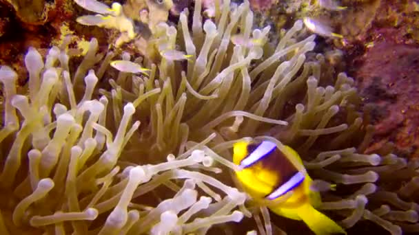 Anemonefish Morza Czerwonego Amfiprion Bicinctus Małżeństwo Ryb Pływających Zielonym Morskim — Wideo stockowe