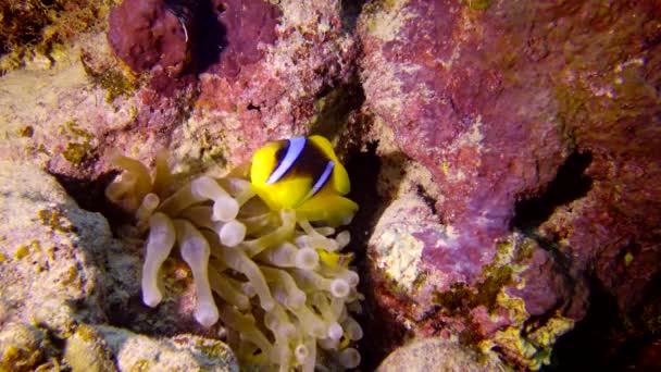 Röda Havsanemonefish Amphiprion Bicinctus Ett Gift Par Fiskar Simmar Grön — Stockvideo