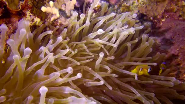 Röda Havsanemonefish Amphiprion Bicinctus Ett Gift Par Fiskar Simmar Grön — Stockvideo