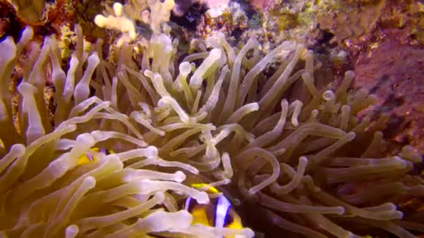 Anemonefish Morza Czerwonego Amfiprion Bicinctus Małżeństwo Ryb Pływających Zielonym Morskim — Wideo stockowe