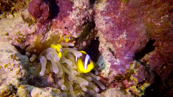 Anemonefish Mar Vermelho Amphiprion Bicinctus Casal Peixes Nadando Anêmona Mar — Vídeo de Stock
