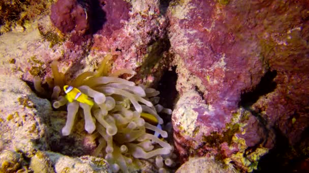 Anemonefish Mar Vermelho Amphiprion Bicinctus Casal Peixes Nadando Anêmona Mar — Vídeo de Stock