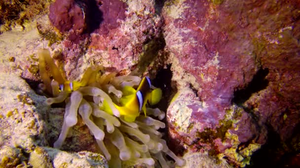 Червоне Море Anemonefish Амфіпріон Бікінт Одружена Пара Риб Плаває Зеленій — стокове відео