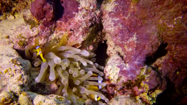 Anémona Del Mar Rojo Amphiprion Bicinctus Par Peces Casados Nadando — Vídeos de Stock