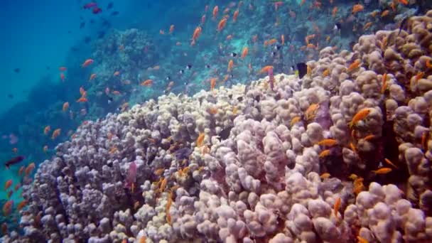 Tropické Ryby Tridakna Tridacna Maxima Mlži Pěstované Mezi Korály Útesu — Stock video