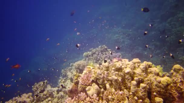 红海的珊瑚礁 静态录像 美丽的水下景观与热带鱼和珊瑚 生物珊瑚礁 — 图库视频影像