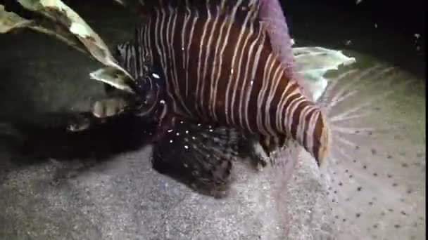 Ryby Polują Nocą Ryba Zwyczajna Pterois Volitans Polowanie Ryby Pływanie — Wideo stockowe