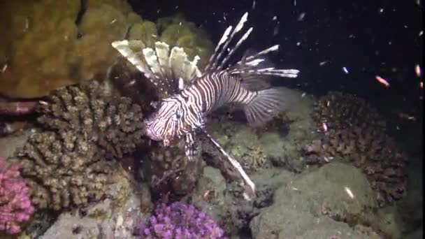 Peixes Caçam Noite Lionfish Comum Pterois Volitans Caça Peixes Nadar — Vídeo de Stock