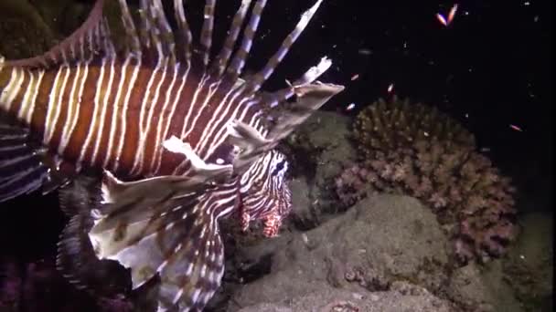 晚上捕鱼 常见的狮子鱼 Pterois Volitans 捕猎和游过珊瑚礁 — 图库视频影像
